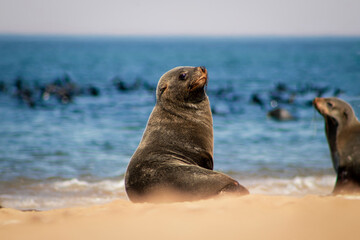 Wildlife animals. Fur seal babies enjoy the heat of the sun at the Cape Cross seal colony in...