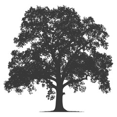 Fototapeta premium Silhouette oak tree full black color only