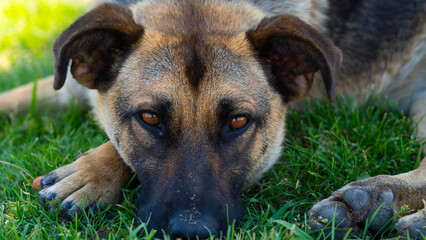 Large homeless dog with a sad expression
