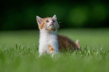 Cute yellow and white kitten in the grass