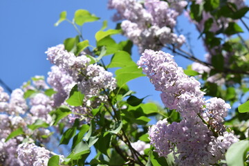 common lilac