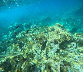 underwater in the caribbean sea, tropical coral reef and fishes