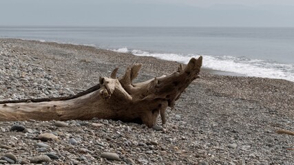 driftwood on the beach