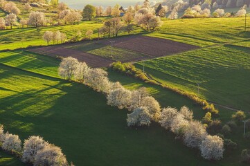 Incredible landscape with blooming lush trees on a sunset. Seasonal background. Flowering orchard...