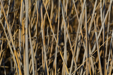 VISTA DE CERCA DE UNA PLANTA DE CAÑIZO SECO