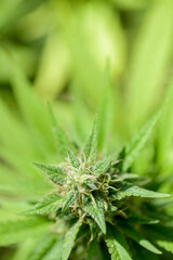 VISTA DE CERCA DE FLORES Y HOJAS DE MARIHUANA