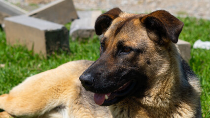 Large homeless dog with a sad expression, searching for food and shelter on the streets.