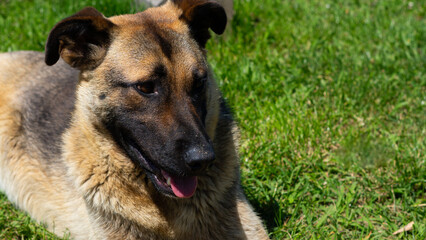 Large homeless dog with a sad expression, searching for food and shelter on the streets.