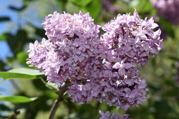 common lilac