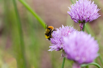 a carder bee in search of nectar on a pink flower of the common chives