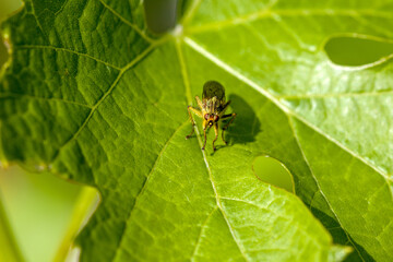 a fly on a green vine leaf in the sunlight
