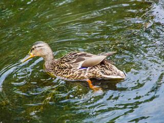 Female duck swimming in pond, river