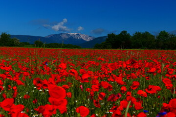 Wohnblumenwiese, Schneeberg im Hintergrudn