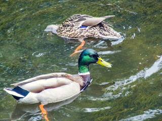 Two ducks, female and male, duck couple swimming in pond lake, looking for food