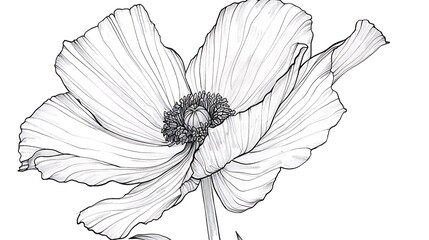 Fototapeta premium outline, illustration, flower, leaf, vector, decoration, plant, botany, design, nature, symbol, black and white, cut out, doodle, invitation, sketch, springtime, drawing, drawn, abstract, design eleme