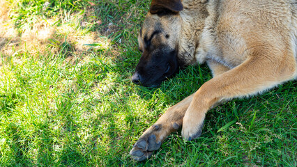 Large homeless dog with a sad expression