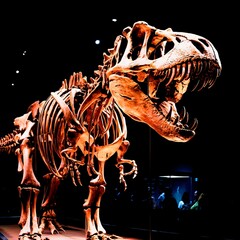 excavations of dinosaur. The remains of the skeleton found images 