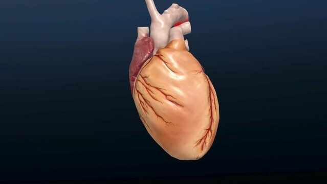 human heart anatomy