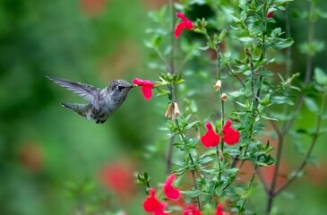 Hummingbird frozen in flight drinking from red salvia flowers