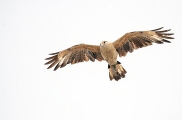 Yellow headed caracara in flight in Los Angeles