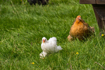 Free range chicken in the Norwegian farm in summer