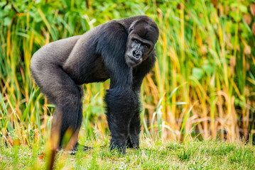 gorilla