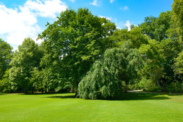 Green grass and trees in picturesque clearing in the park.