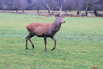 A view of a Red Deer Stag