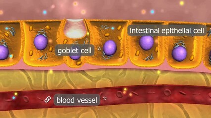 Intestinal food absorption