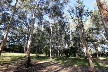Fototapeta premium Dense eucalyptus forest in northern Israel.