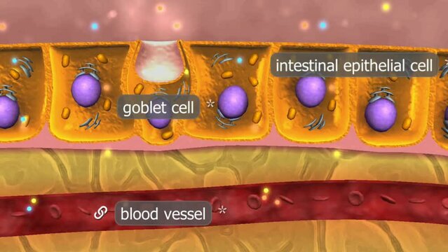 Intestinal food absorption