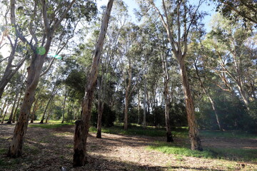 Dense eucalyptus forest in northern Israel.