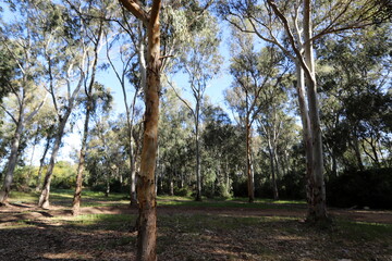 Dense eucalyptus forest in northern Israel.