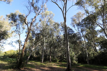 Dense eucalyptus forest in northern Israel.