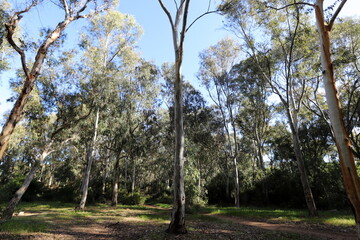 Dense eucalyptus forest in northern Israel.