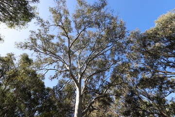 Dense eucalyptus forest in northern Israel.