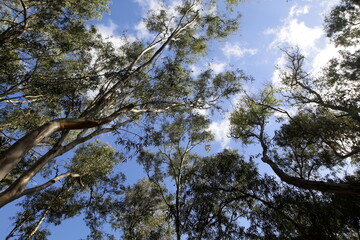 Dense eucalyptus forest in northern Israel.