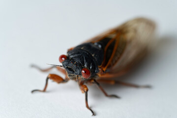 cicada on white
