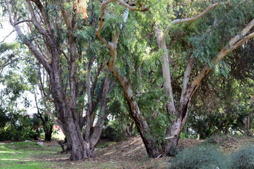 Dense eucalyptus forest in northern Israel.