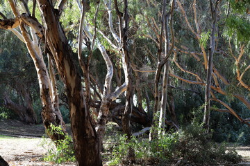 Dense eucalyptus forest in northern Israel.