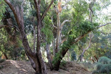 Dense eucalyptus forest in northern Israel.