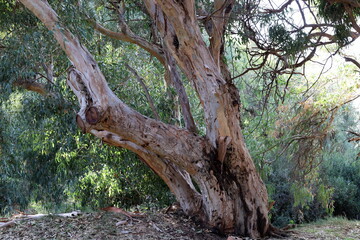 Dense eucalyptus forest in northern Israel.