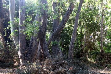Dense eucalyptus forest in northern Israel.