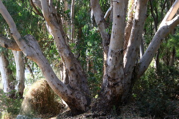 Dense eucalyptus forest in northern Israel.