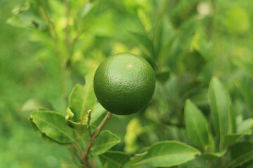 Fresh Lime on Tree