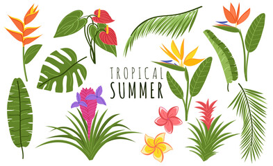 Hand drawn botanical collection of tropical plants and flowers on white background