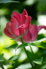 pink tulip