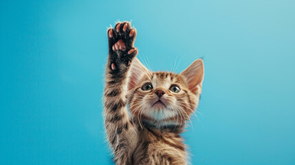 Adorable Cat Raising Paw Against Blue Background. Generative AI