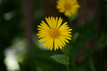 yellow dandelion flower
