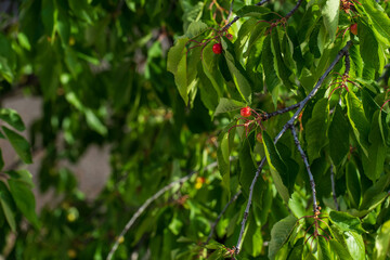 Growing and Enjoying Cherry Fruit. Cultivating Raw Cherries in Your Backyard.